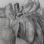 Heart Heart and lungs from Descartes, De Homine