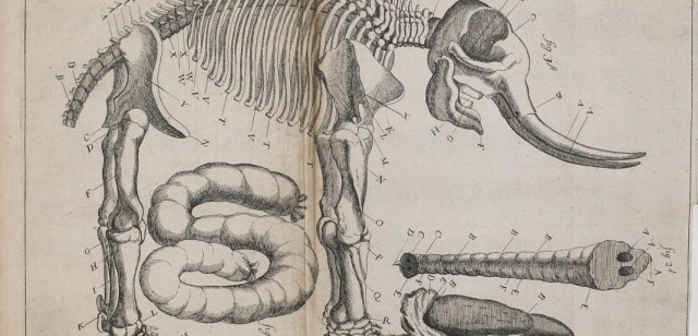The elephant dissected by Allan Mullen after it unfortunately burnt to death in a fire in Dublin in 1681