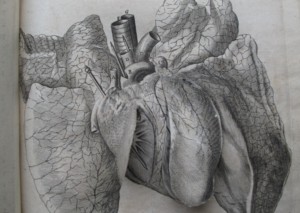 Heart